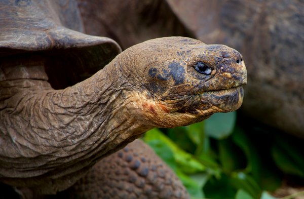 Où observer les tortues géantes dans les îles Galápagos : conseils et périodes?